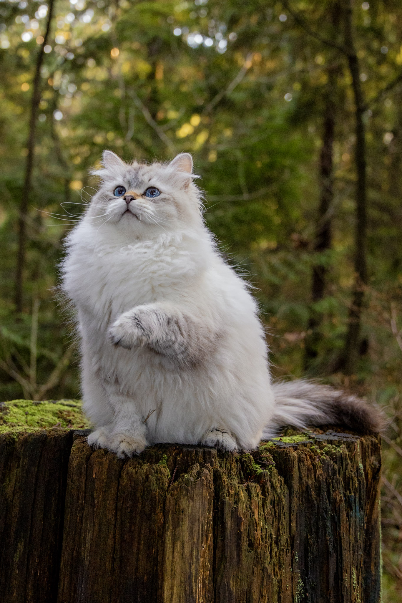 Sasha the Neva Masquerade Siberian queen cat, 4 years old